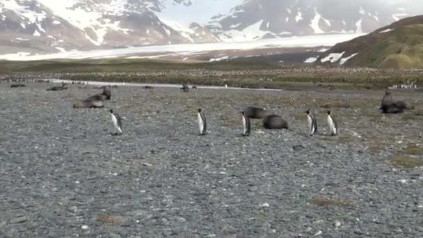 Pingüinos en el fondo de montañas de nieve en las Islas Malvinas en la Antártida . — Vídeo de stock