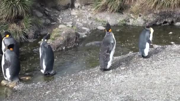 フォークランド諸島の山の緑の背景にクリークで皇帝ペンギン. — ストック動画