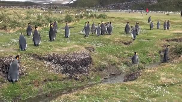 Pinguini imperiali in ruscello sullo sfondo delle verdi montagne delle Isole Falkland . — Video Stock