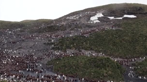 Imperial pinguïns op achtergrond van groene bergen van Falklandeilanden. — Stockvideo