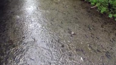 Tabii ki Alaska suda akıntıya karşı yumurtlamaya Somon Balık.