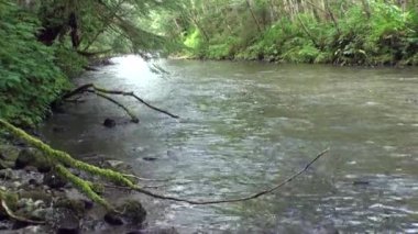 Tabii ki Alaska suda akıntıya karşı yumurtlamaya Somon Balık.