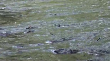 Tabii ki Alaska suda akıntıya karşı yumurtlamaya Somon Balık.