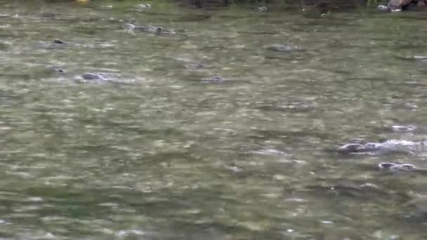 Kursen av lax fisk att leka mot strömmen av vatten i Alaska. — Stockvideo