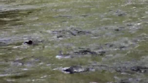 アラスカの水の流れに逆らって産卵するサケ魚のコース. — ストック動画