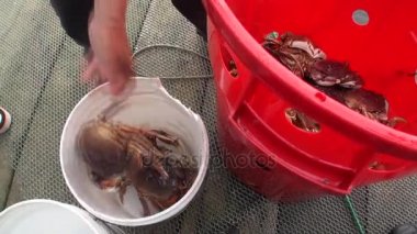 Yengeç yemek için arka plan su Pasifik Okyanusu'nun Alaska'da yaşıyor.
