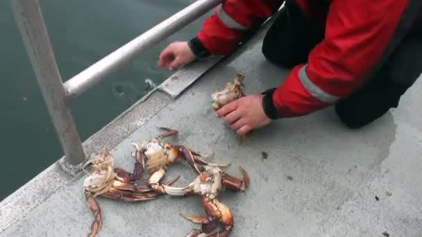 Cuisson de crabes pour la nourriture sur les eaux de fond de l'océan Pacifique en Alaska . — Video