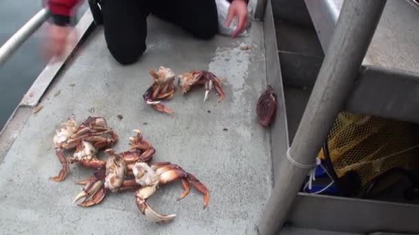 Kochen von Krabben für Nahrung auf dem Hintergrundwasser des Pazifischen Ozeans in Alaska. — Stockvideo