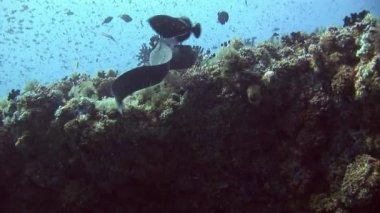 Müren balığı arka plan mercan sualtı Maldivler deniz üzerinde.