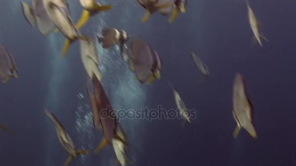 Angel vlinder school van onderwater vis in de zee van de Malediven. — Stockvideo