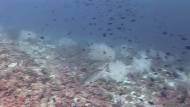 Fiskstim på bakgrunden färgglada koraller under vattnet i havet av Maldiverna. — Stockvideo