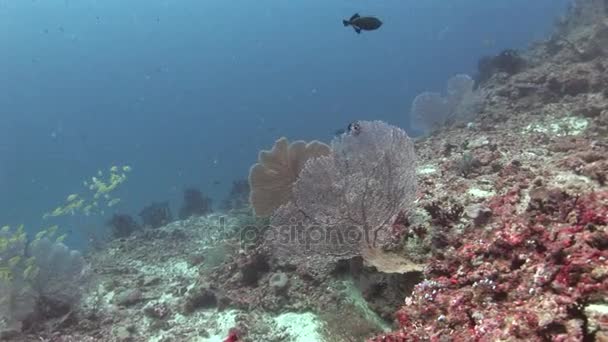 Fischschwärme auf Hintergrund bunte Korallen unter Wasser im Meer der Malediven. — Stockvideo