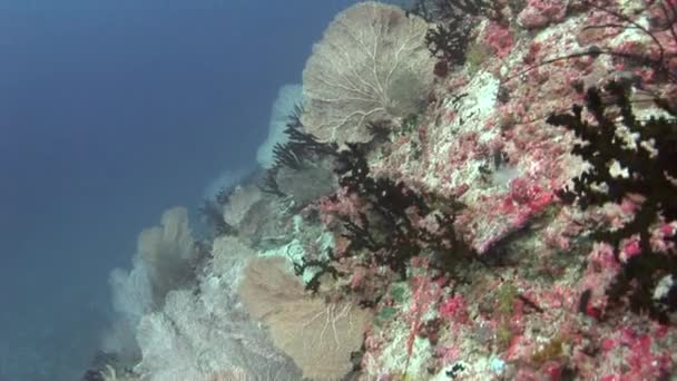 Gorgonian arka plan renkli mercan sualtı üzerinde Maldivler deniz. — Stok video