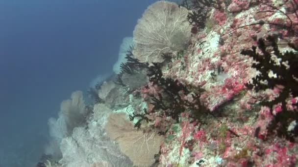 Gorgonian sobre fondo coloridos corales bajo el agua en el mar de Maldivas . — Vídeos de Stock