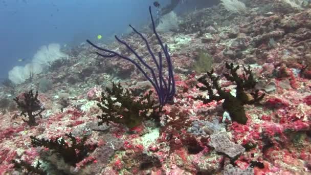 Gorgonian em fundo coloridos corais subaquáticos no mar de Maldivas . — Vídeo de Stock