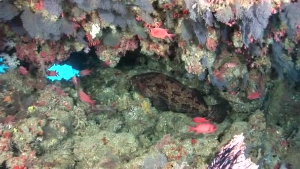 Beautiful unique sea floor on a background of bright transparent water. — Stock Video