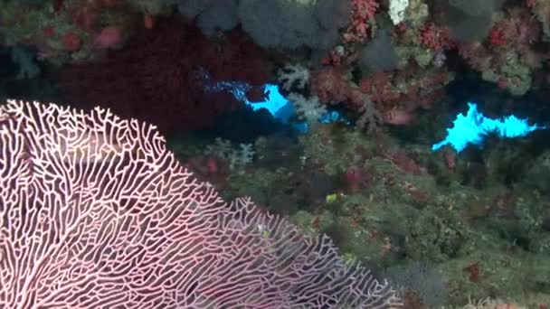Σχολείο των ψαριών σε φόντο πολύχρωμα κοράλλια υποβρύχια στη θάλασσα των Μαλδίβων. — Αρχείο Βίντεο