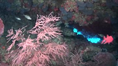 Arka plan renkli mercan sualtı Maldivler deniz üzerinde balık sürüsü.