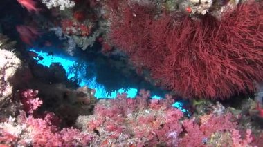 Arka plan renkli mercan sualtı Maldivler deniz üzerinde balık sürüsü.