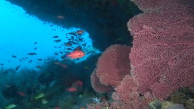Gorgonian arka plan renkli mercan sualtı üzerinde Maldivler deniz.