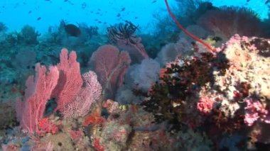 Temiz temiz su Maldivler arka plan üzerinde parlak balık sürüsü.