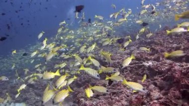 Maldivler su temiz temizlemek zemin üzerine sarı çizgili balık sürüsü.