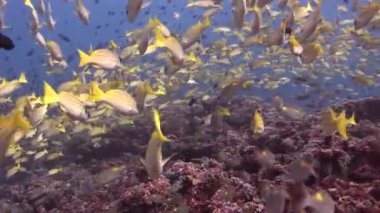 Maldivler su temiz temizlemek zemin üzerine sarı çizgili balık sürüsü.