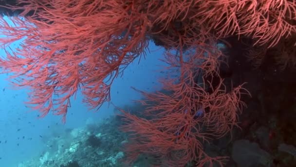 Fiskstim på bakgrunden färgglada koraller under vattnet i havet av Maldiverna. — Stockvideo