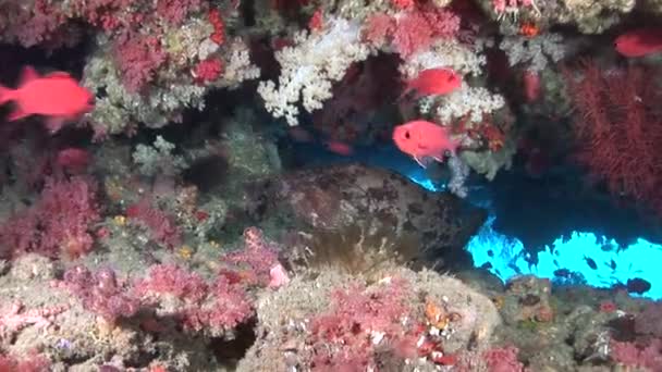 Fischschwärme auf Hintergrund bunte Korallen unter Wasser im Meer der Malediven. — Stockvideo