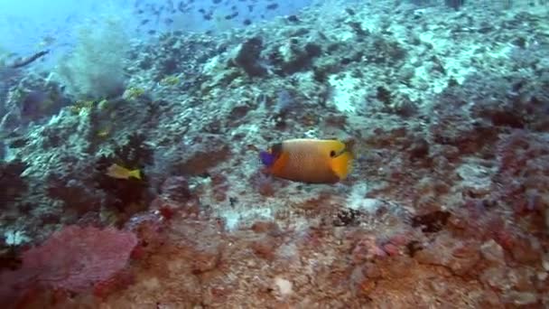 モルディブの海で背景色鮮やかなサンゴを水中に魚の群れ. — ストック動画
