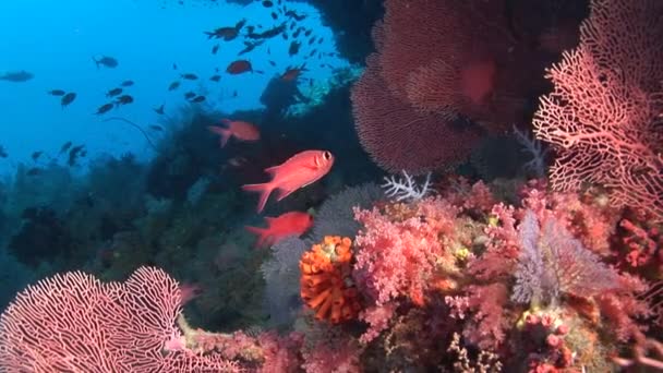 Gorgonií na pozadí barevných korálů pod hladinou moře na Maledivách. — Stock video