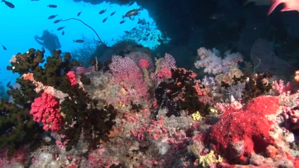 Scuola di pesce lucente su sfondo d'acqua limpida pulita di Maldive . — Video Stock