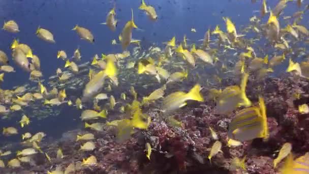 School of yellow striped fish on background of clean clear water of Maldives. — Stock Video