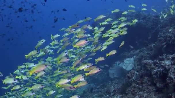 Σχολή κίτρινο ριγέ ψάρι στο φόντο του καθαρά νερά των Μαλδίβων. — Αρχείο Βίντεο