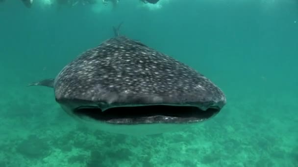 Walvishaai zee onderwater op zoek naar voedsel op de oceaanbodem Maldiven. — Stockvideo