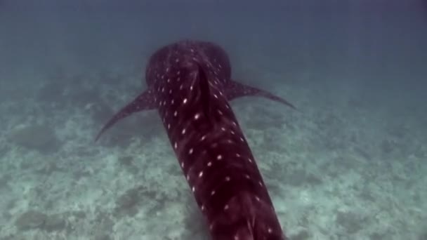 Mar de tubarão-baleia subaquático em busca de comida no fundo oceânico das Maldivas . — Vídeo de Stock