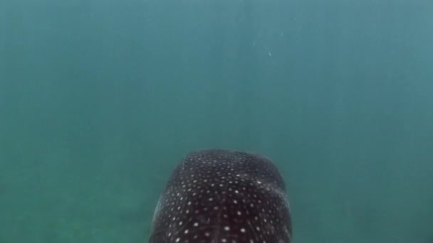 Mar de tiburón ballena sobre fondo de agua azul clara y limpia de Maldivas . — Vídeo de stock