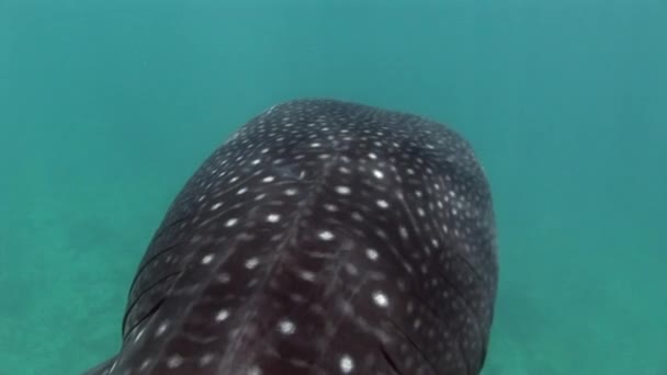 Mar de tiburón ballena sobre fondo de agua azul clara y limpia de Maldivas . — Vídeo de stock