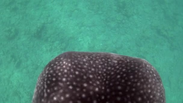 Whale shark sea underwater in search of food on ocean floor of Maldives. — Stock Video