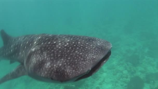 ジンベイザメの海水中モルディブの海の床に食べ物を求めて. — ストック動画