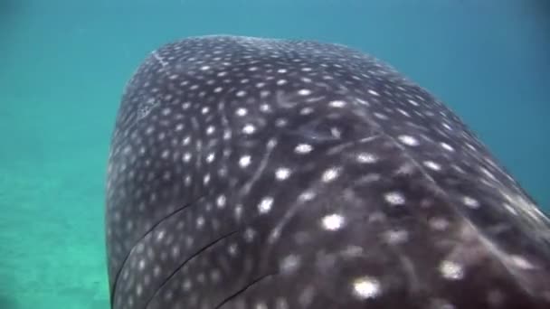 Mar de tubarão-baleia no fundo da água limpa e azul das Maldivas . — Vídeo de Stock