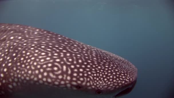 Žralok velrybí moře na pozadí čisté jasné modré vody z Malediv. — Stock video