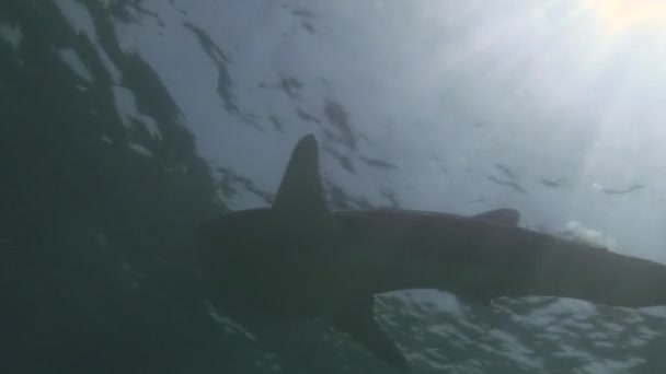 Καρχαρία φάλαινα θάλασσα σε φόντο, από καθαρά καταγάλανα νερά των Μαλδίβων. — Αρχείο Βίντεο