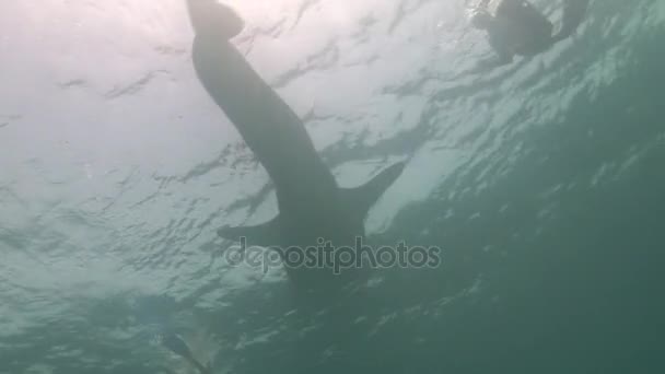 Balina köpekbalığı deniz temiz temizlemek mavi su Maldivler arka plan üzerinde. — Stok video