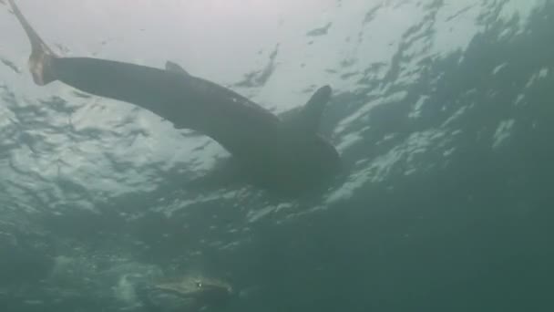 Baleine requin mer sur fond d'eau claire et propre des Maldives . — Video