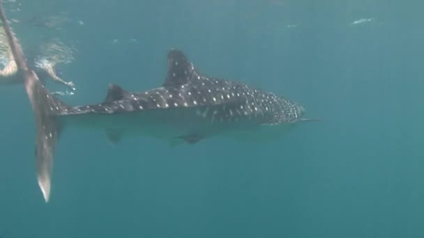 Mar de tiburón ballena sobre fondo de agua azul clara y limpia de Maldivas . — Vídeos de Stock