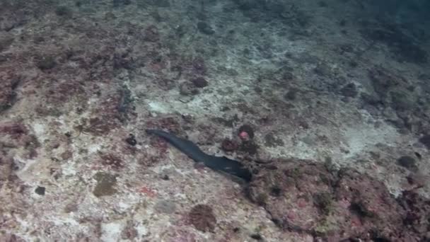 Moray Eel บนพื้นหลังของน้ําทะเลสีฟ้าใสสะอาดบนพื้นมหาสมุทรของมัลดีฟส์ . — วีดีโอสต็อก