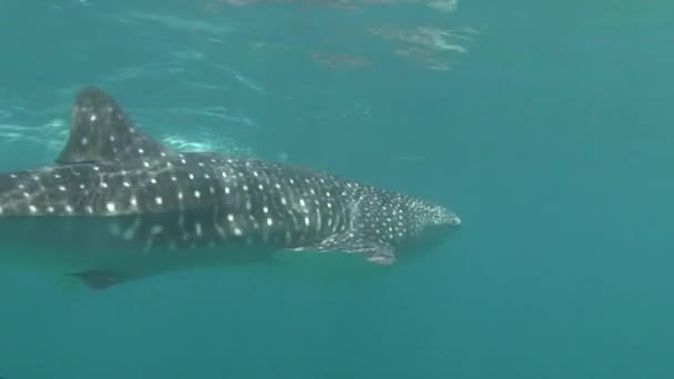 Mar de tiburón ballena sobre fondo de agua azul clara y limpia de Maldivas . — Vídeos de Stock