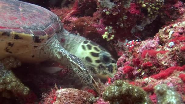Tengeri teknős turtle háttér színes korallok víz alatt a tenger a Maldív-szigetek. — Stock videók