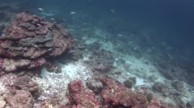 Arka plan renkli mercan sualtı Maldivler deniz resif beyaz köpekbalığı.